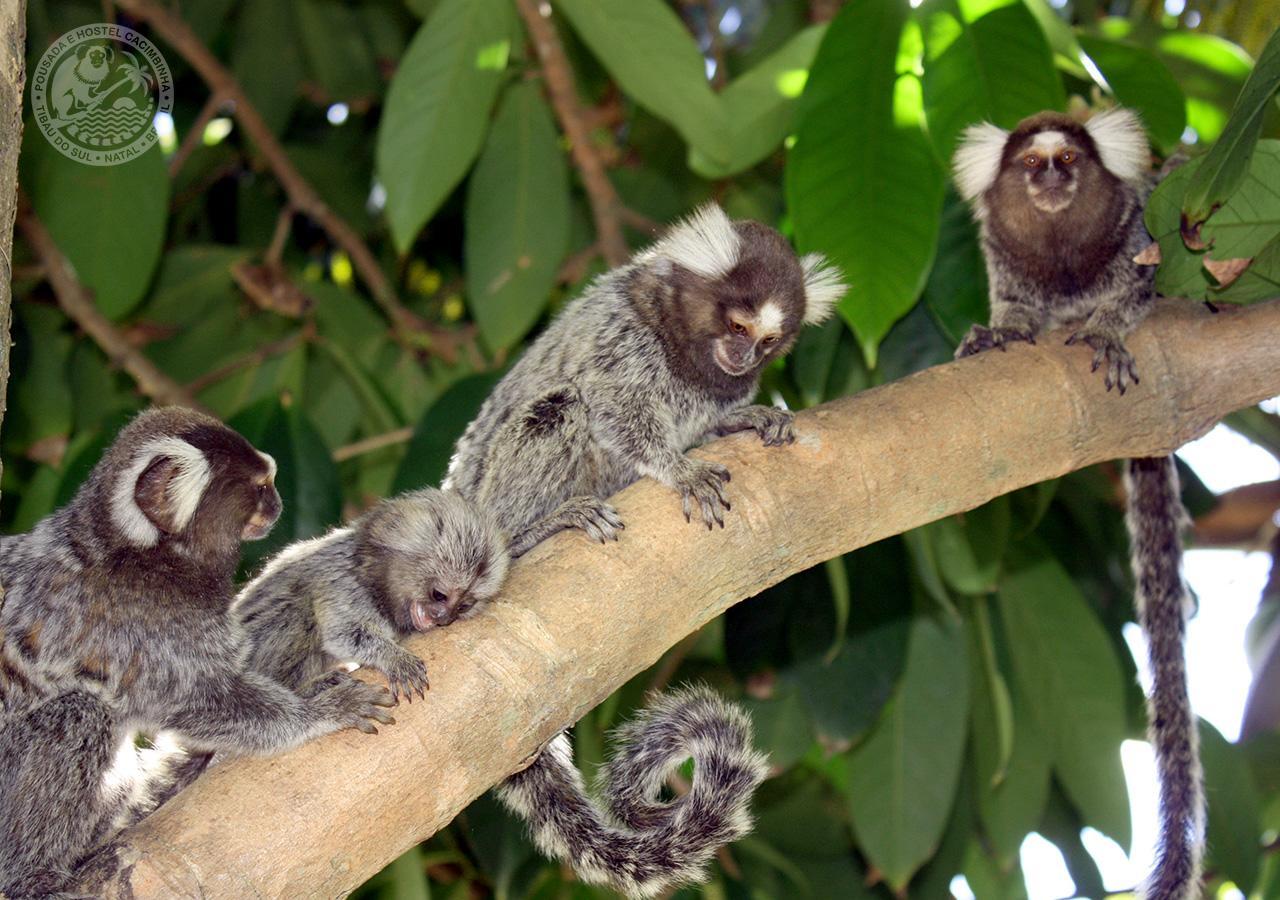 Pousada Cacimbinha - Epipa Hoteis Tibaú do Sul المظهر الخارجي الصورة